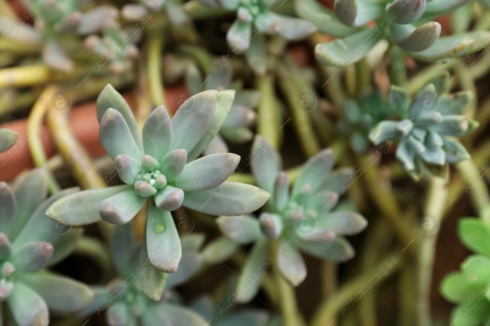 Photo of Beautiful Sedum palmeri plant, closeup. Space for text