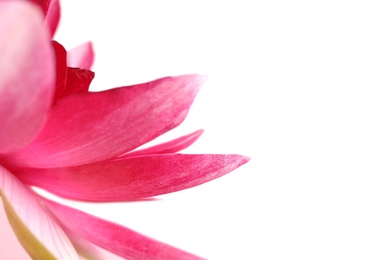 Photo of Beautiful blooming pink lotus flower on light background, closeup. Space for text