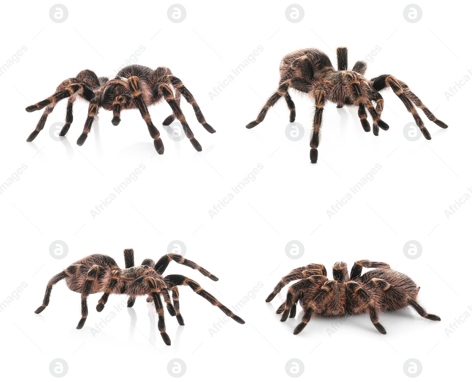 Image of Collage of striped knee tarantula (Aphonopelma seemanni) on white background