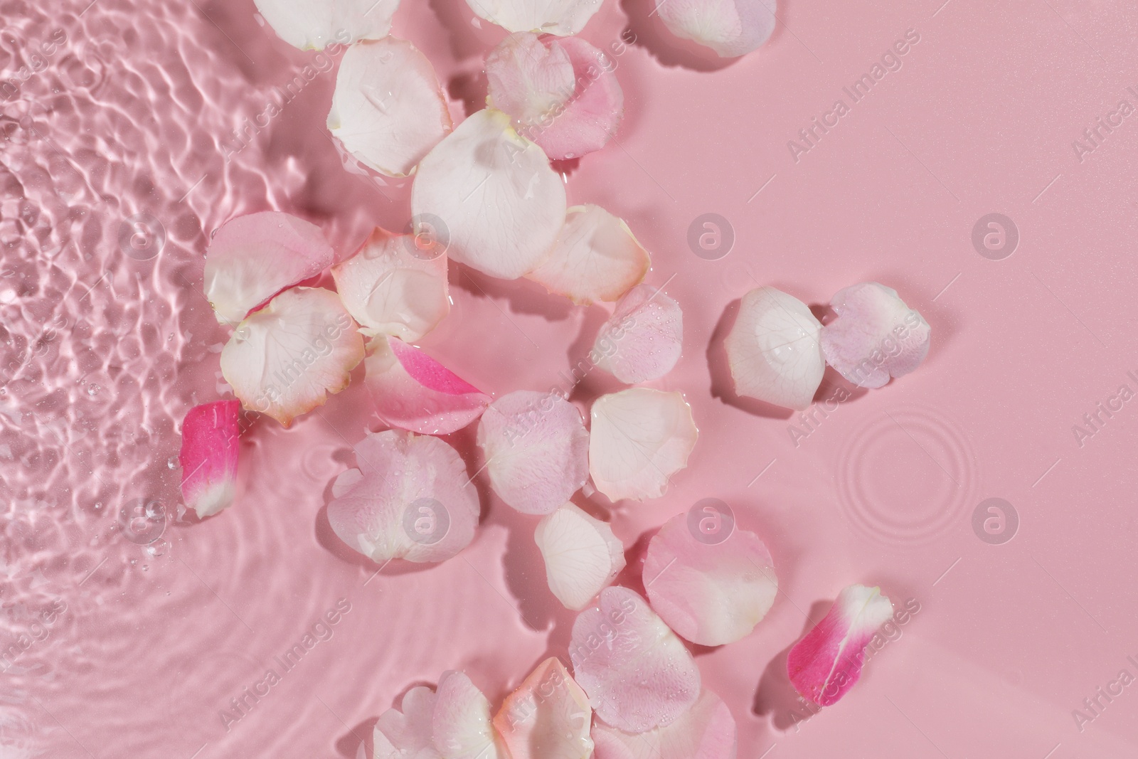 Photo of Beautiful rose petals in water on pink background, top view