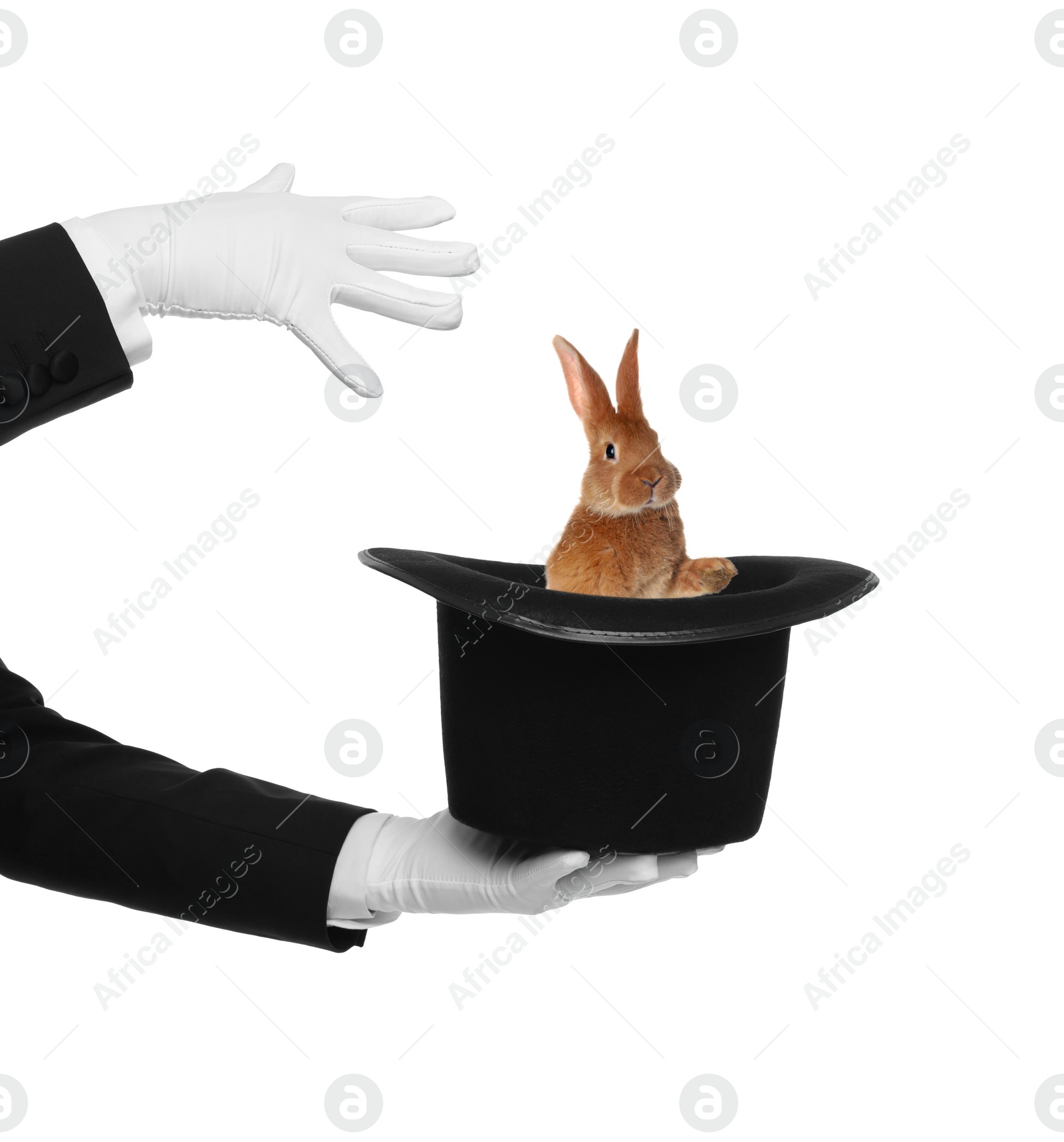 Image of Magician showing trick with top hat and rabbit on white background, closeup