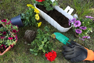 Photo of Beautiful flowers in pots, rubber gloves and trowel on grass, above view