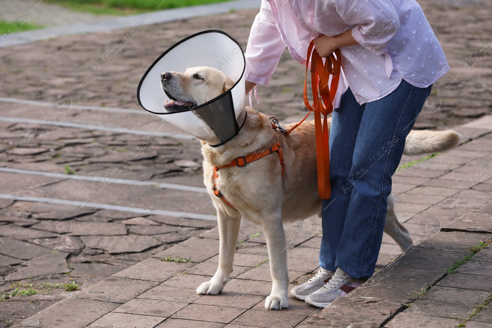 Photo of Woman walking her adorable Labrador Retriever dog in Elizabethan collar outdoors, closeup