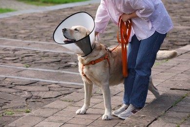 Woman walking her adorable Labrador Retriever dog in Elizabethan collar outdoors, closeup