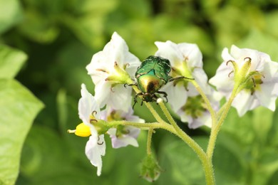 Photo of Beautiful green rose chafer on blooming potato plant outdoors