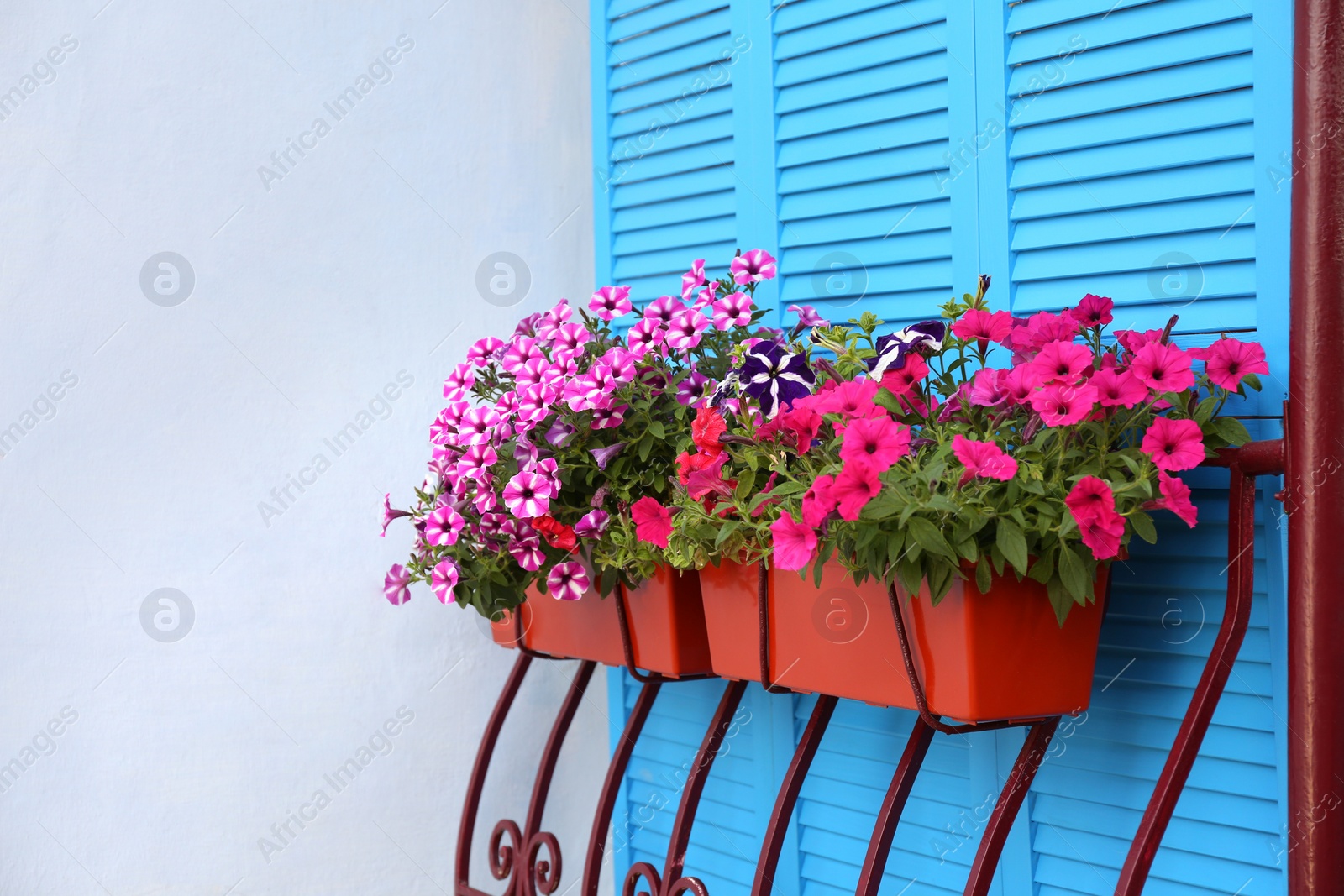 Photo of Beautiful bright petunia flowers in pots outdoors