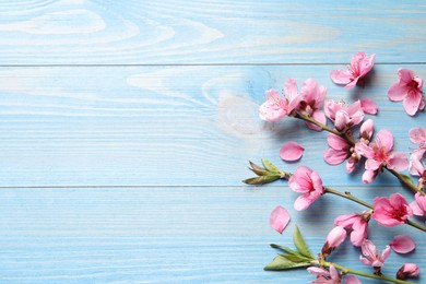 Beautiful sakura tree blossoms on light blue wooden background, flat lay. Space for text