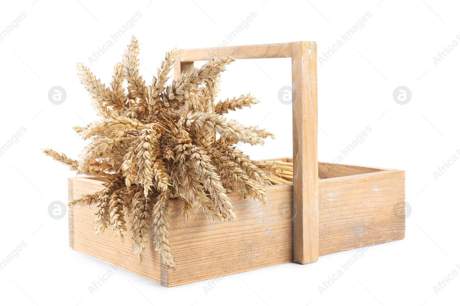 Photo of Many dried wheat in wooden crate on white background
