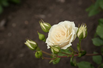 Photo of Closeup view of beautiful blooming rose bush outdoors