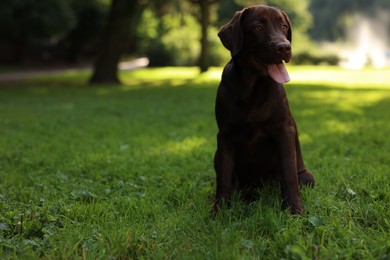 Photo of Adorable Labrador Retriever dog sitting on green grass in park, space for text