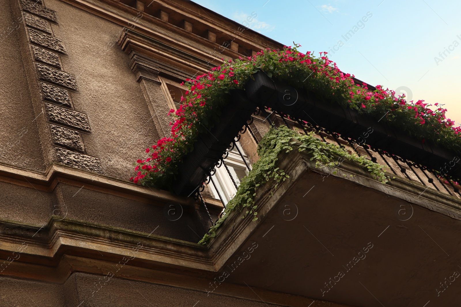 Photo of Balcony decorated with beautiful pink flowers, low angle view