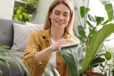 Photo of Woman wiping leaves of beautiful potted houseplant with cloth at home