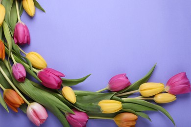 Photo of Beautiful tulips on violet background, flat lay. Space for text