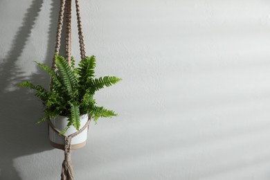 Beautiful fresh fern hanging on white wall. Space for text