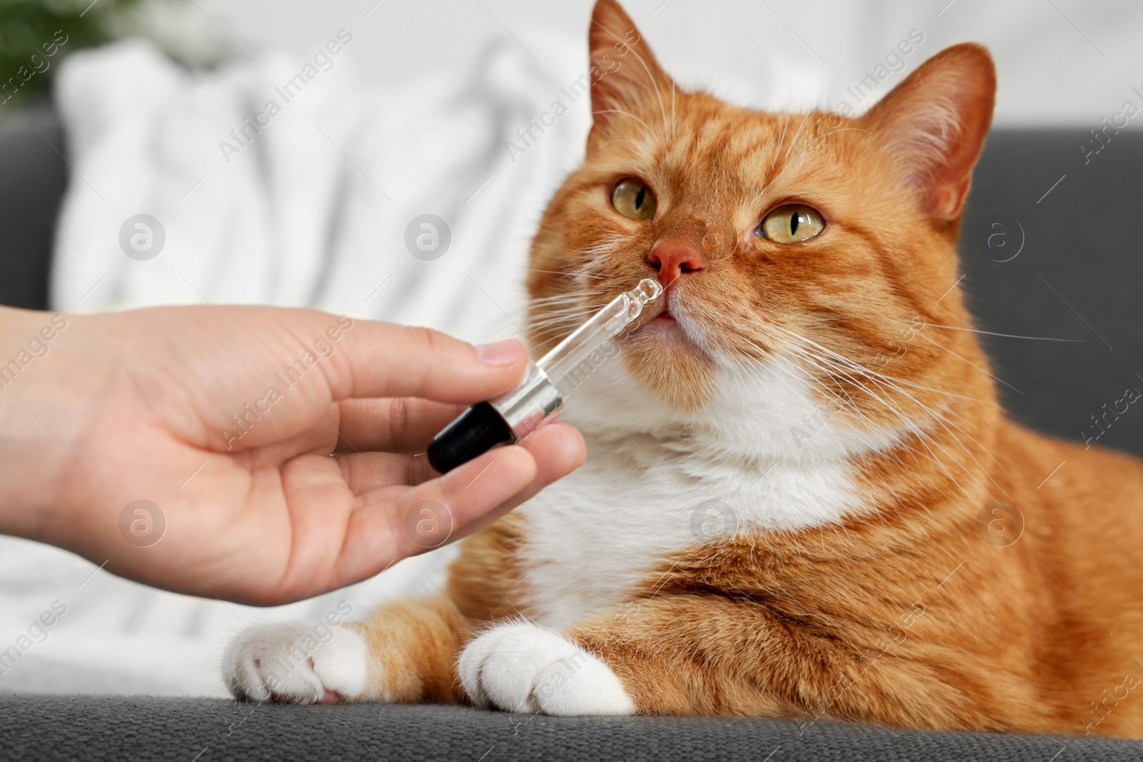 Photo of Woman giving vitamin tincture to cute cat indoors, closeup