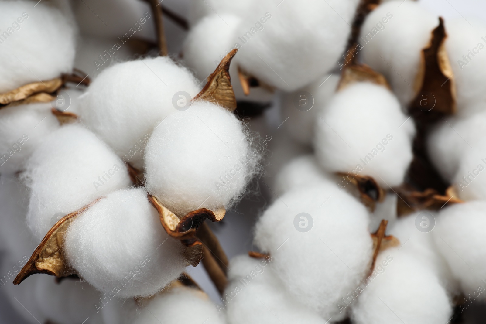 Photo of Fluffy cotton flowers on white background, closeup