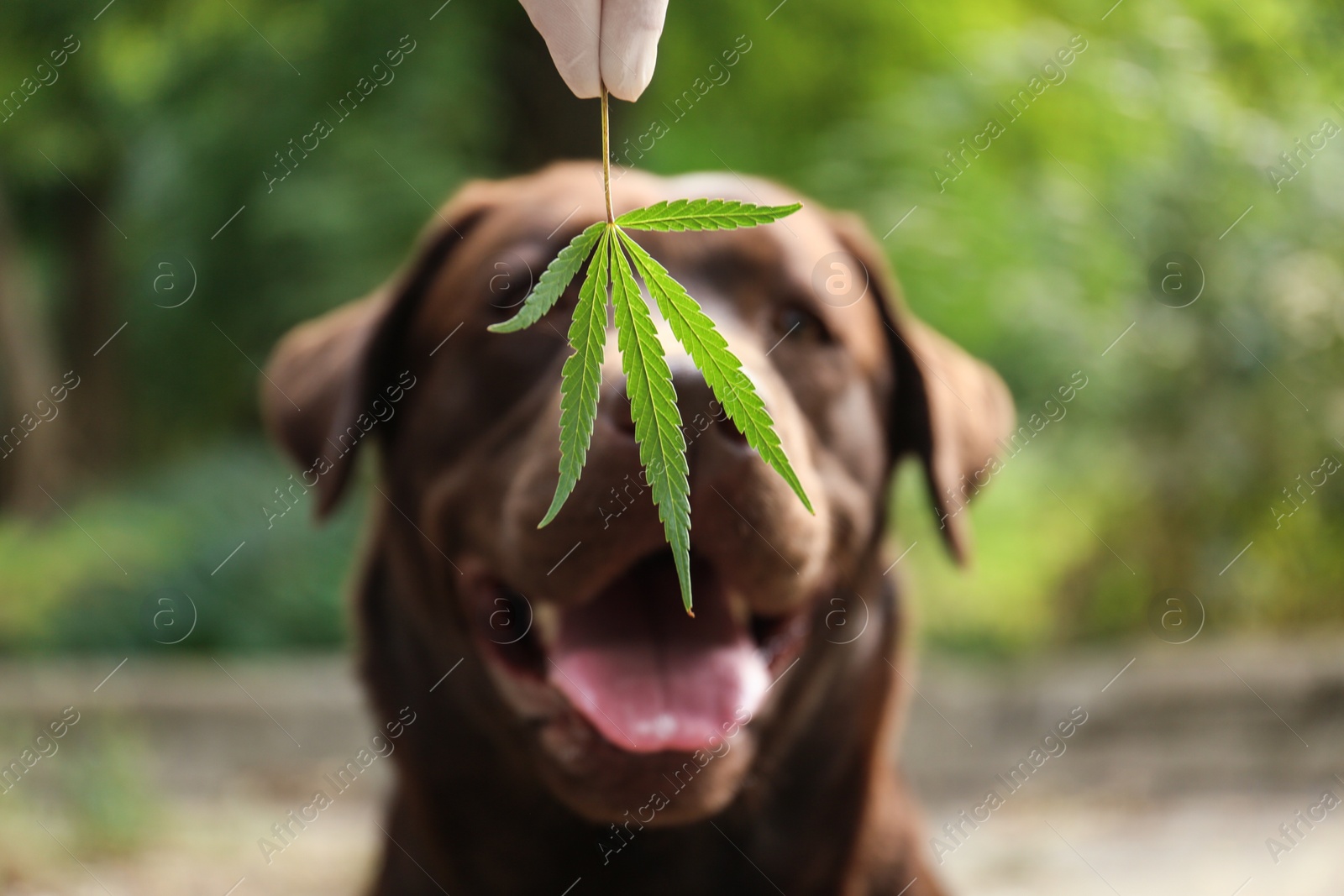 Photo of Detection Labrador dog sniffing hemp leaf outdoors