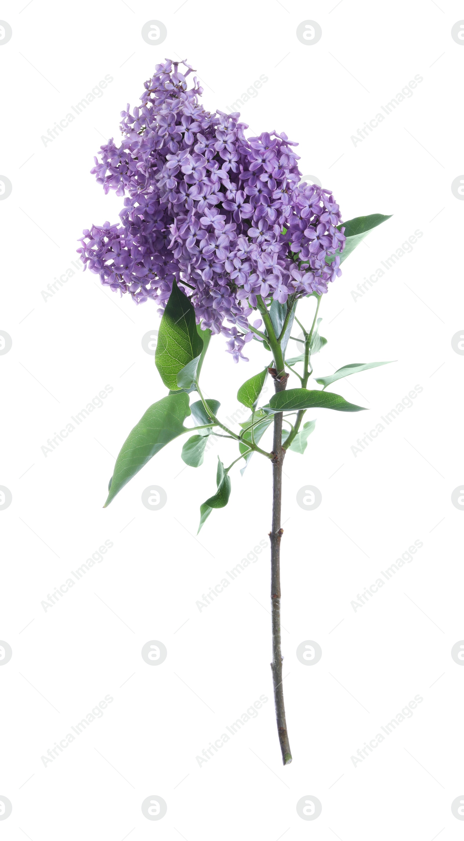 Photo of Beautiful blossoming lilac branch with leaves isolated on white