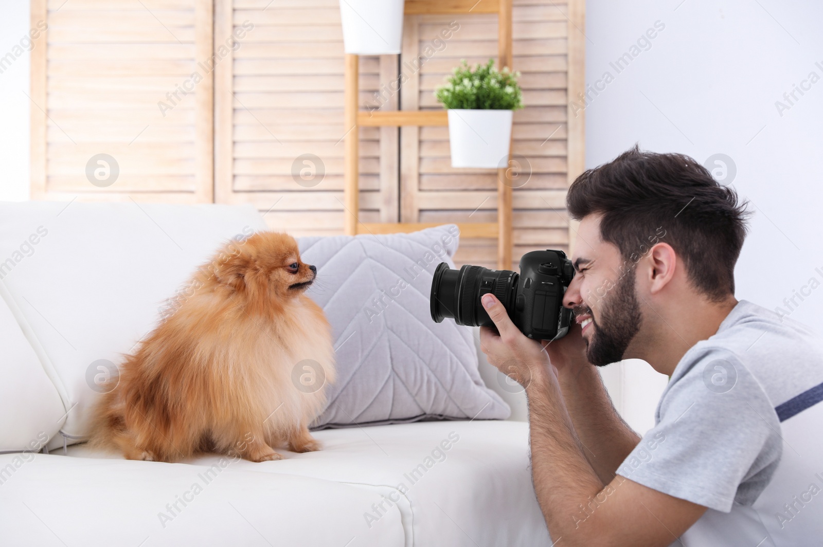 Photo of Professional animal photographer taking picture of beautiful Pomeranian spitz dog at home