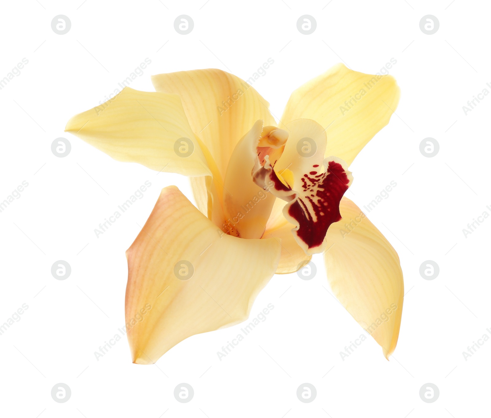 Photo of Beautiful tropical orchid flower on white background