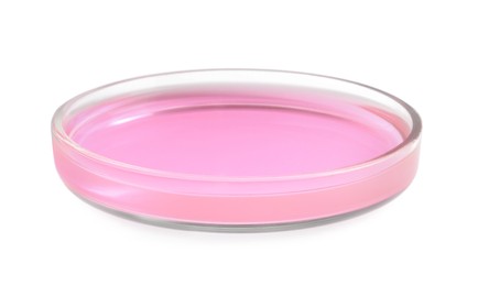 Petri dish with pink liquid isolated on white