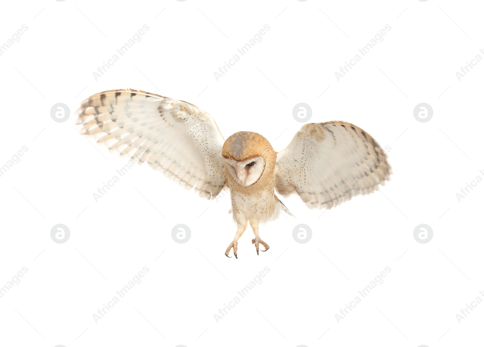 Photo of Beautiful common barn owl flying on white background