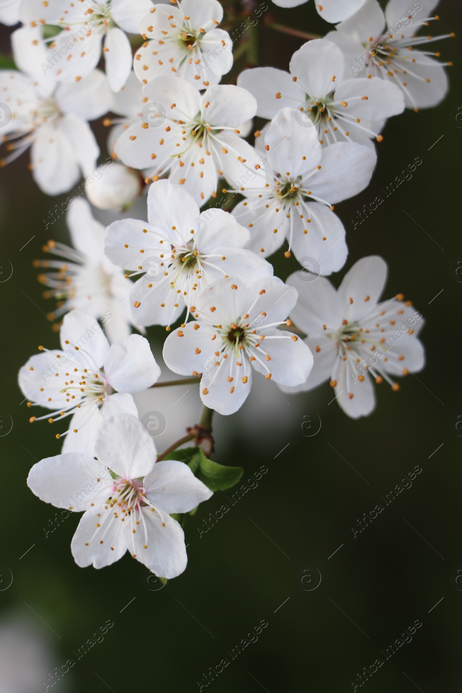 Photo of Cherry tree with white blossoms on blurred background, closeup. Spring season