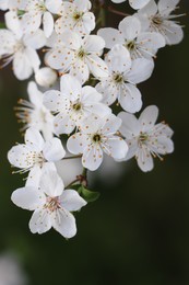 Cherry tree with white blossoms on blurred background, closeup. Spring season