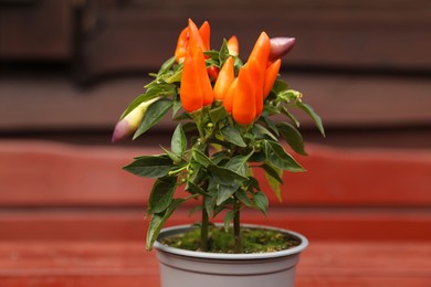 Photo of Capsicum Annuum plant. Potted rainbow multicolor chili peppers on wooden table outdoors