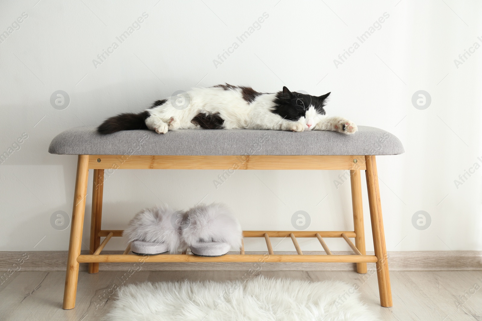 Photo of Cute cat relaxing on bench near white wall. Lovely pet