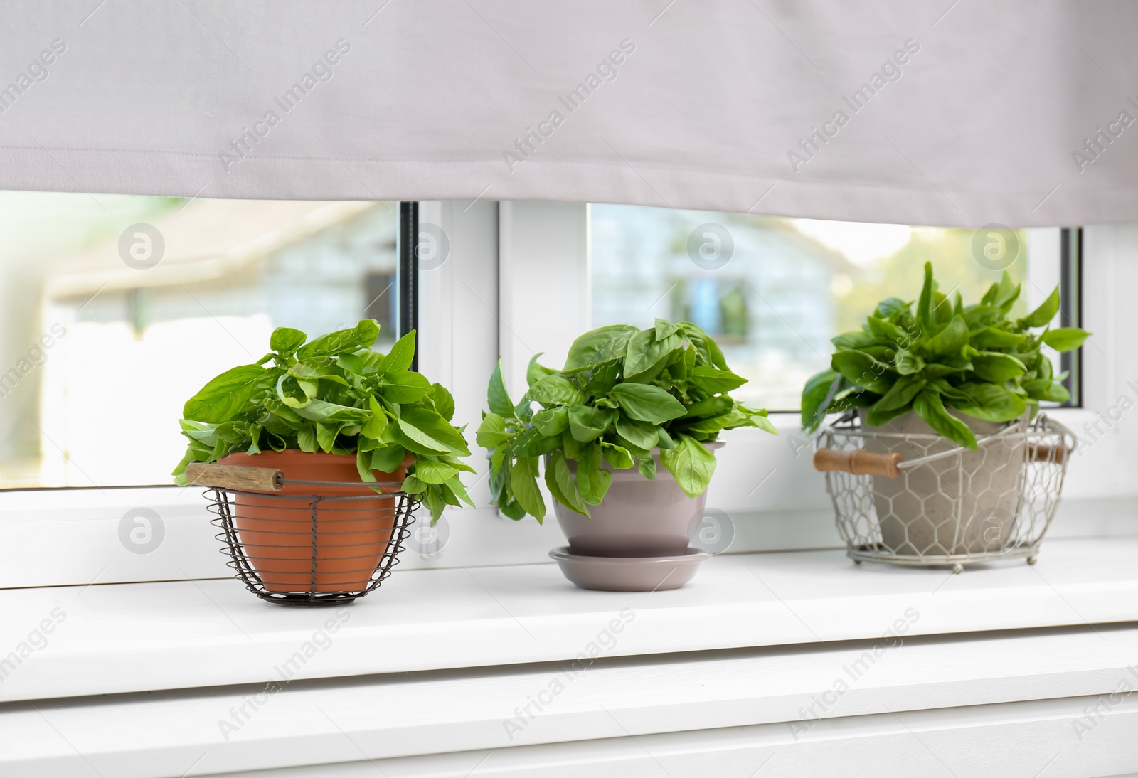 Photo of Fresh green basil in pots on white window sill