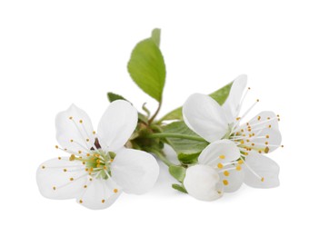 Beautiful spring blossoms with leaves isolated on white