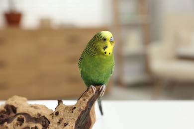 Photo of Pet parrot. Beautiful budgerigar siting on snag on table indoors, space for text