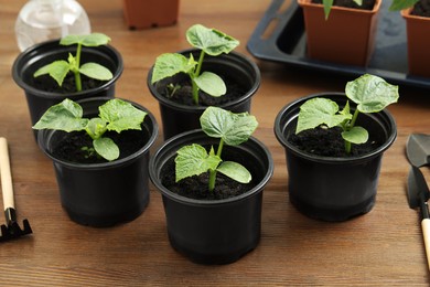 Seedlings growing in plastic containers with soil on wooden table
