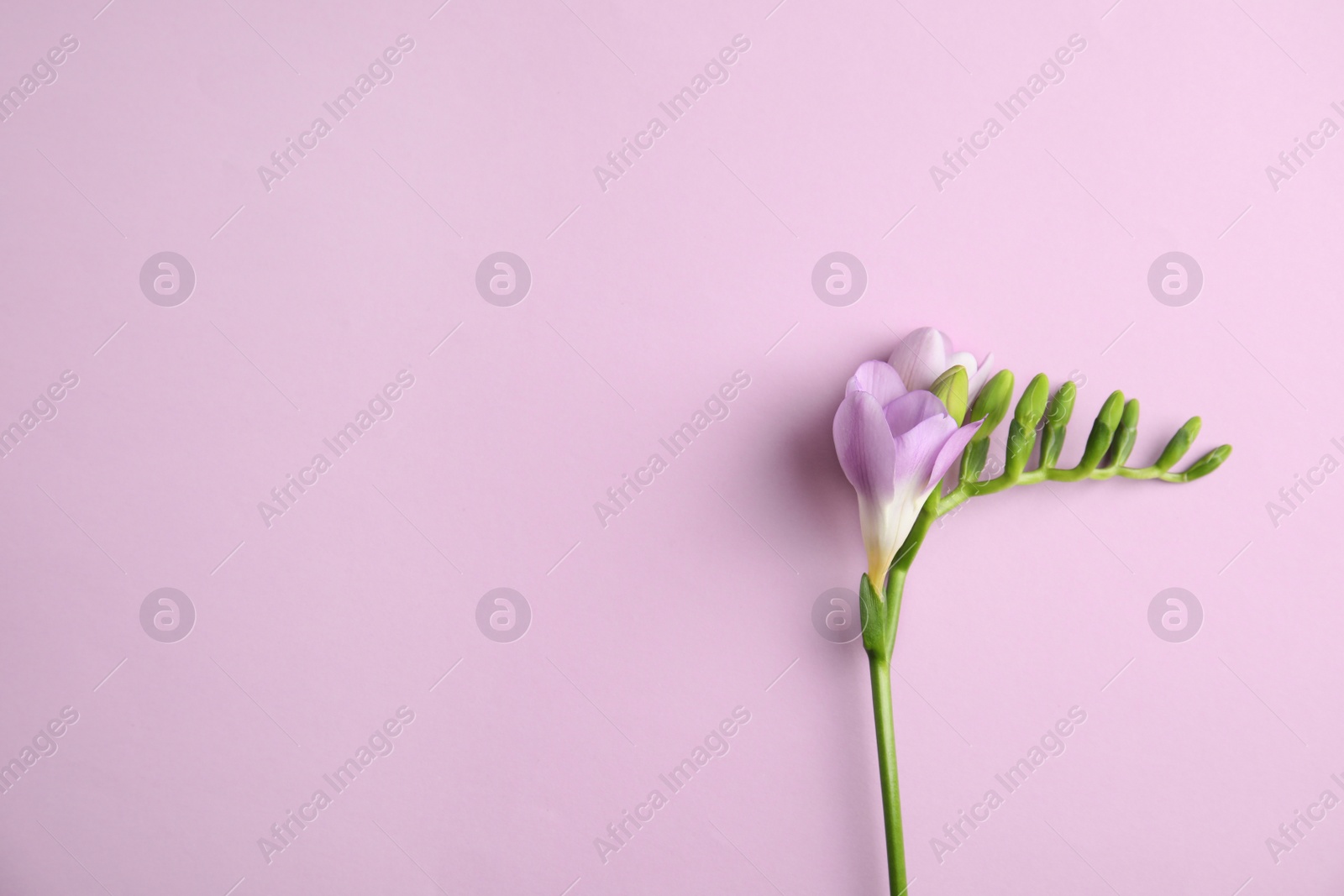 Photo of Beautiful freesia with fragrant flowers on color background, top view. Space for text