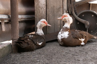 Photo of Two beautiful muscovy ducks in yard. Domestic animals