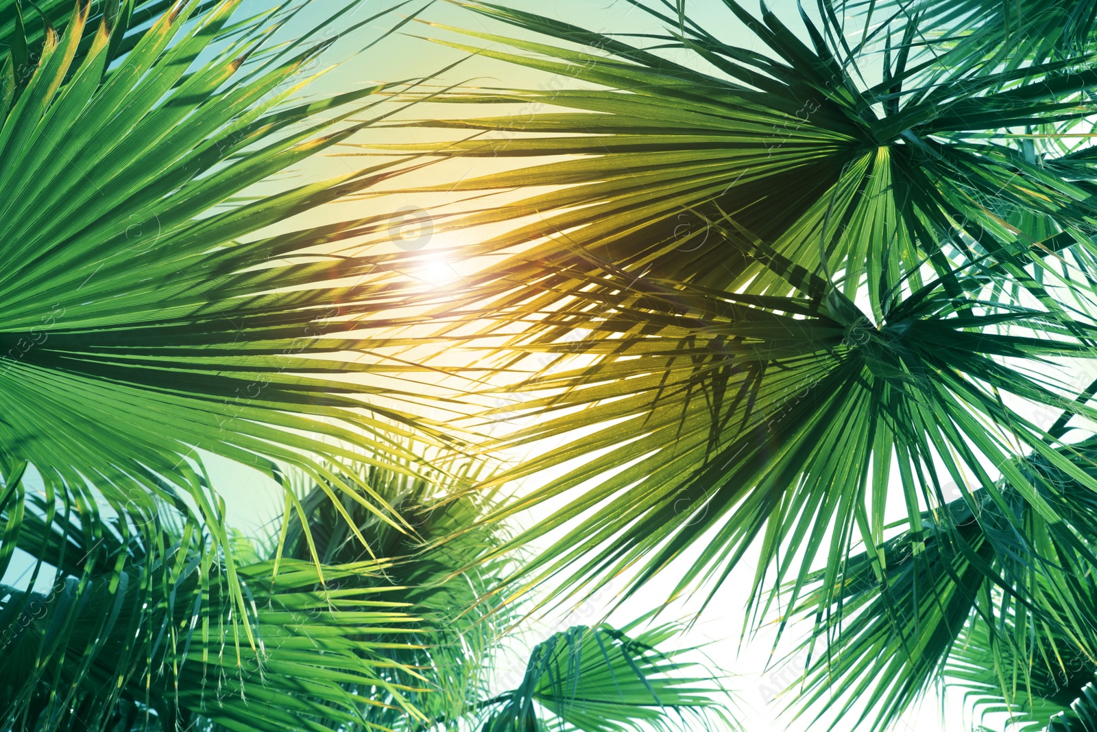 Image of Beautiful view of palm branches on sunny summer day. Stylized color toning