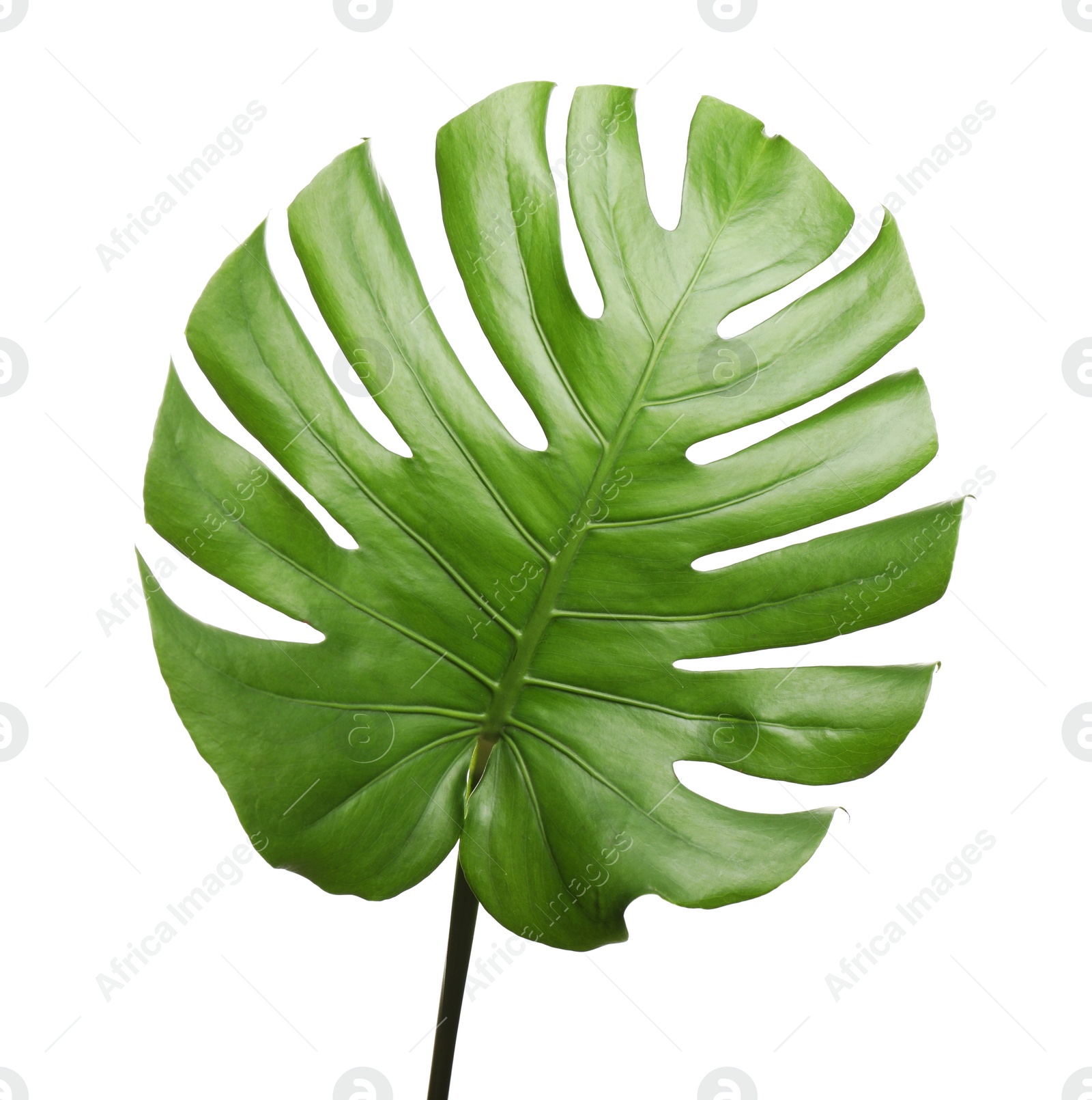 Photo of Fresh green tropical leaf isolated on white