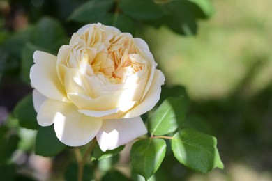 Photo of Beautiful white rose flower blooming outdoors, closeup. Space for text