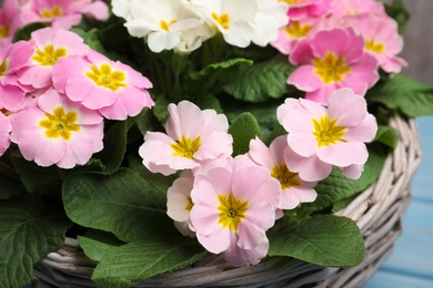 Photo of Beautiful primula (primrose) flowers in wicker basket, closeup. Spring blossom