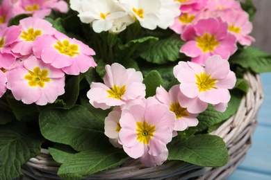 Beautiful primula (primrose) flowers in wicker basket, closeup. Spring blossom