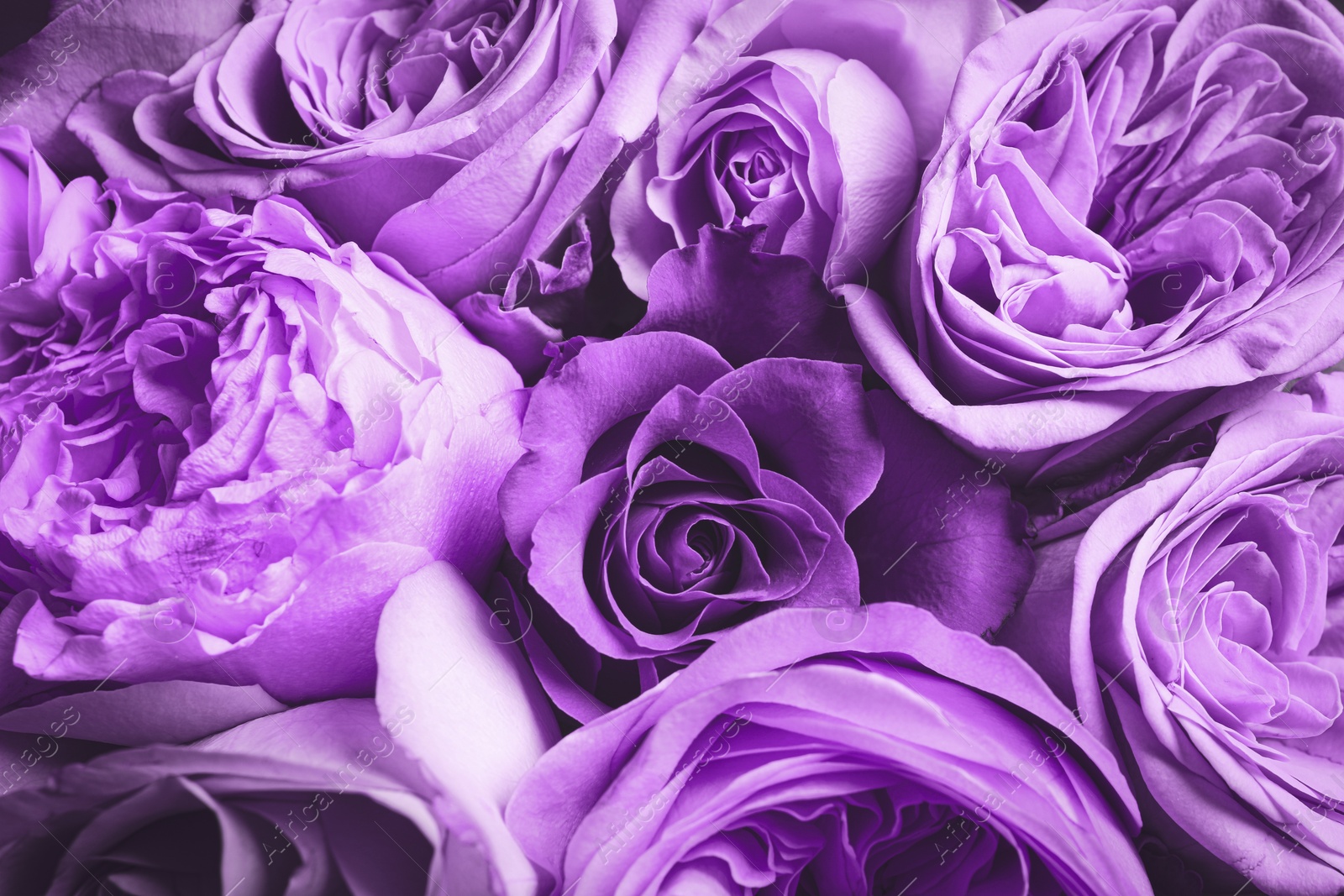 Image of Bouquet with violet flowers as background, closeup. Funeral attributes