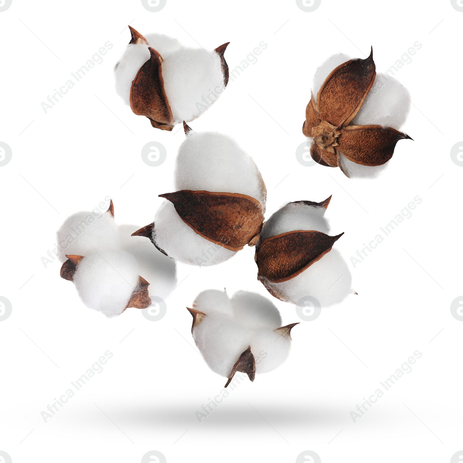 Image of Beautiful cotton flowers falling on white background