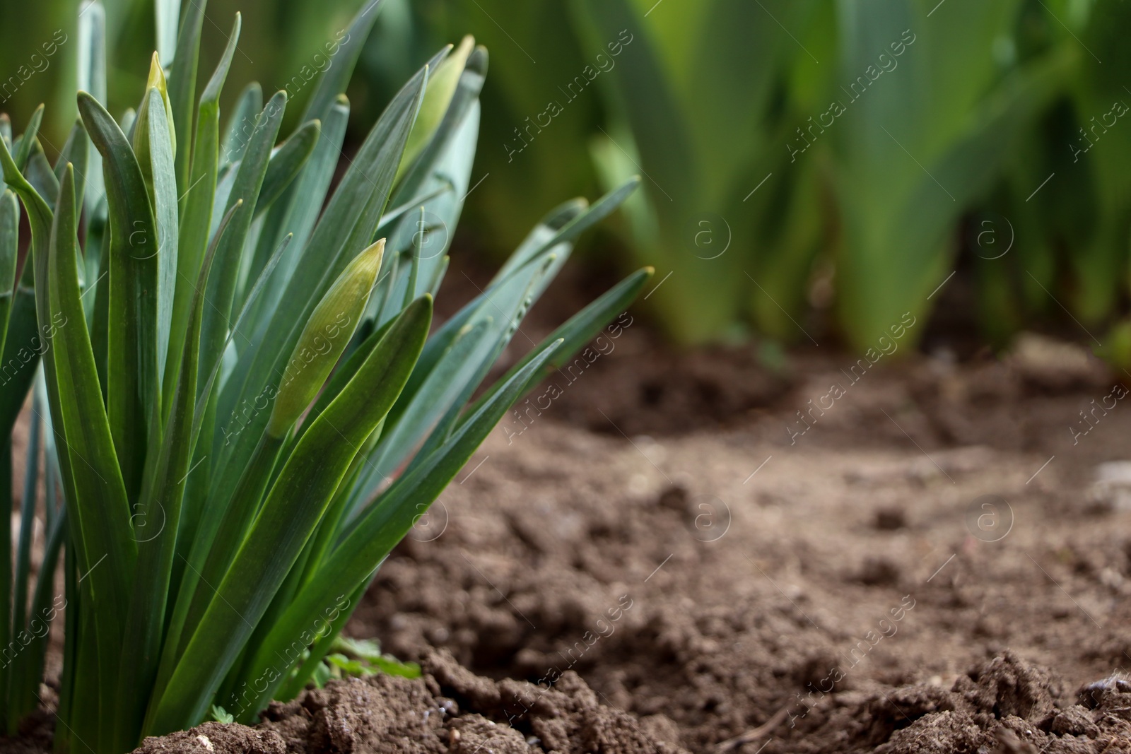 Photo of Daffodil plants growing in garden, space for text. Spring flowers