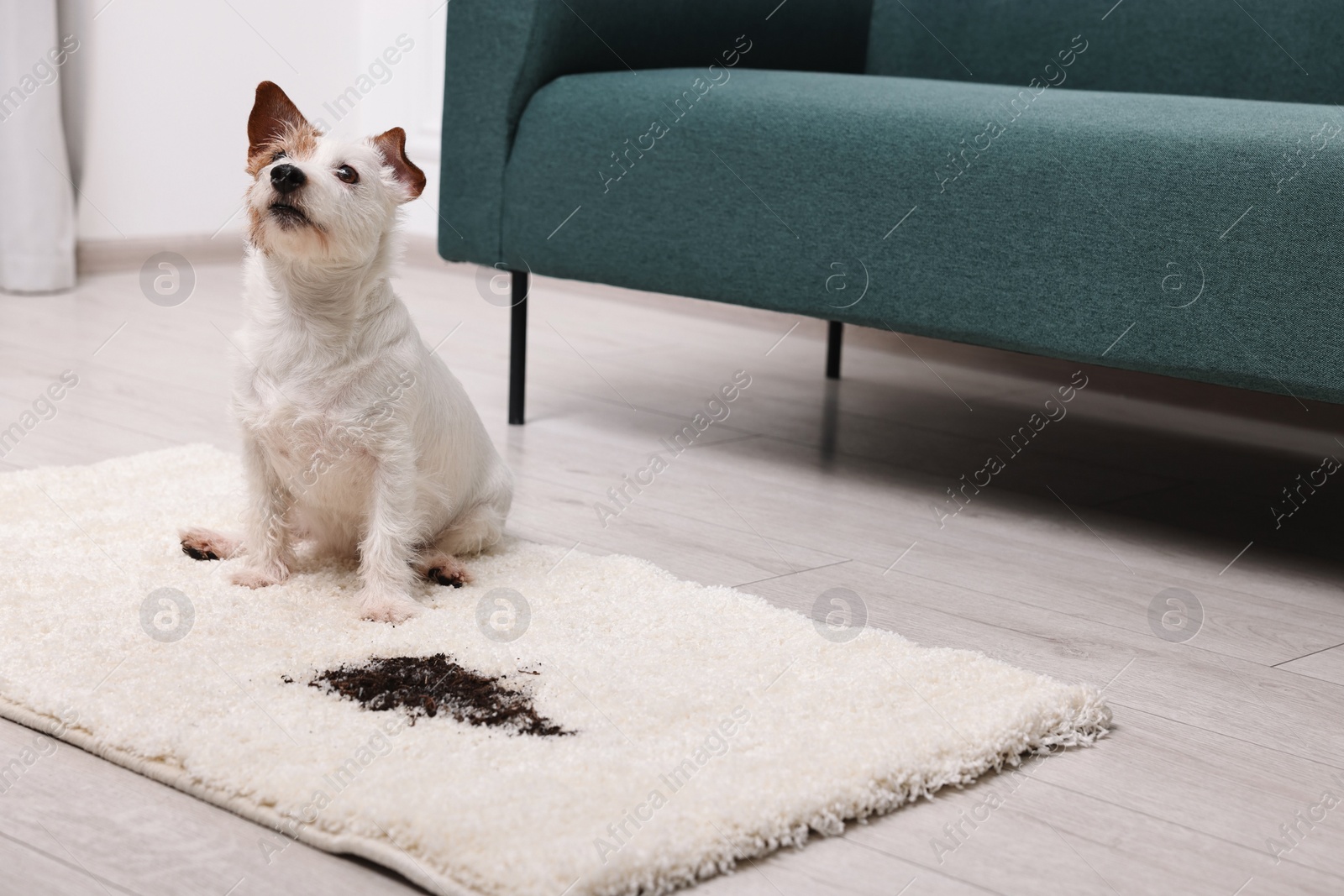 Photo of Cute dog near mud stain on rug indoors. Space for text