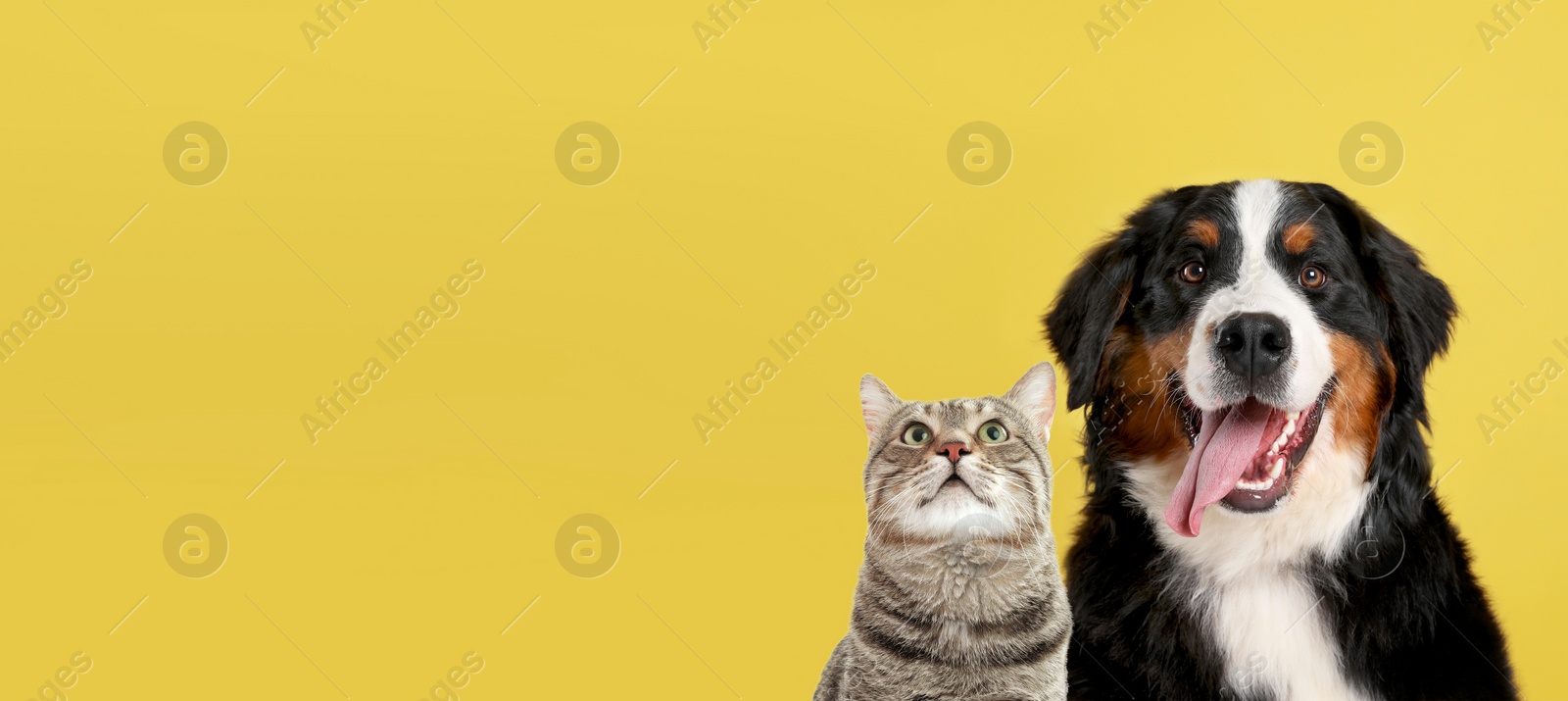 Image of Cute cat and adorable dog on yellow background. Banner design with space for text