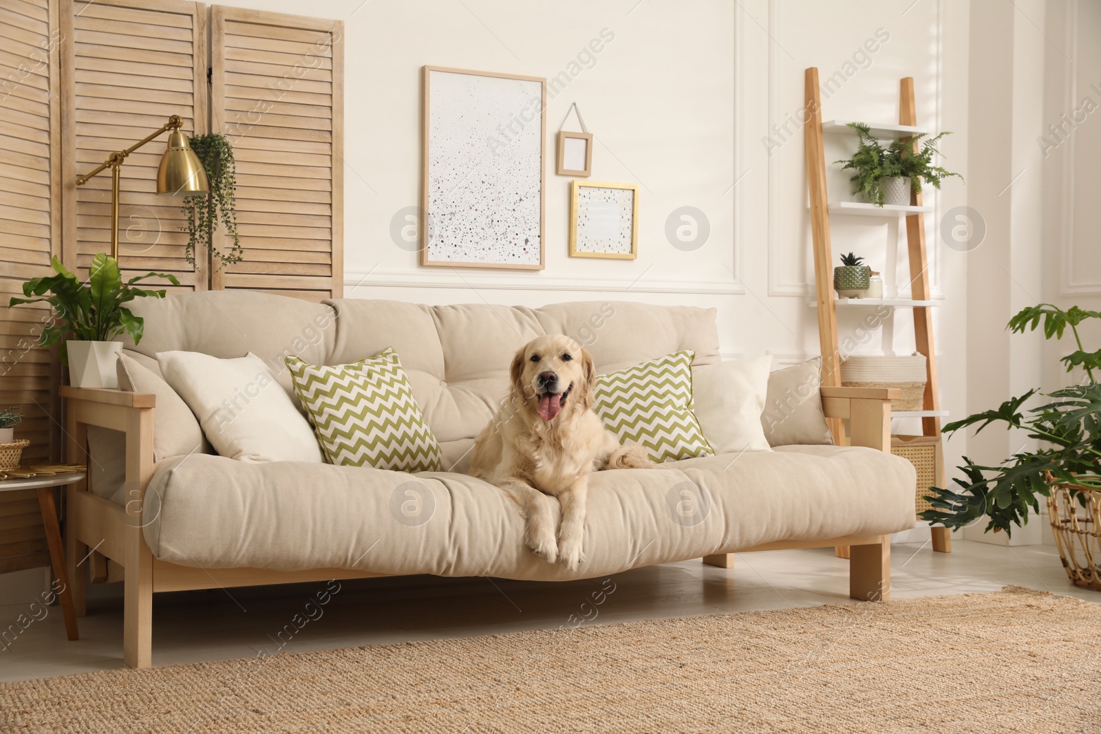 Photo of Adorable Golden Retriever dog on sofa in living room