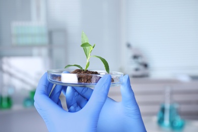 Photo of Scientist holding Petri dish with green plant in laboratory, closeup. Space for text