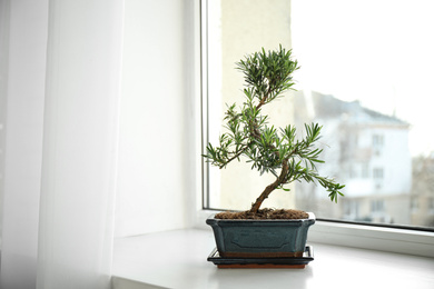 Photo of Japanese bonsai plant on windowsill indoors. Creating zen atmosphere at home