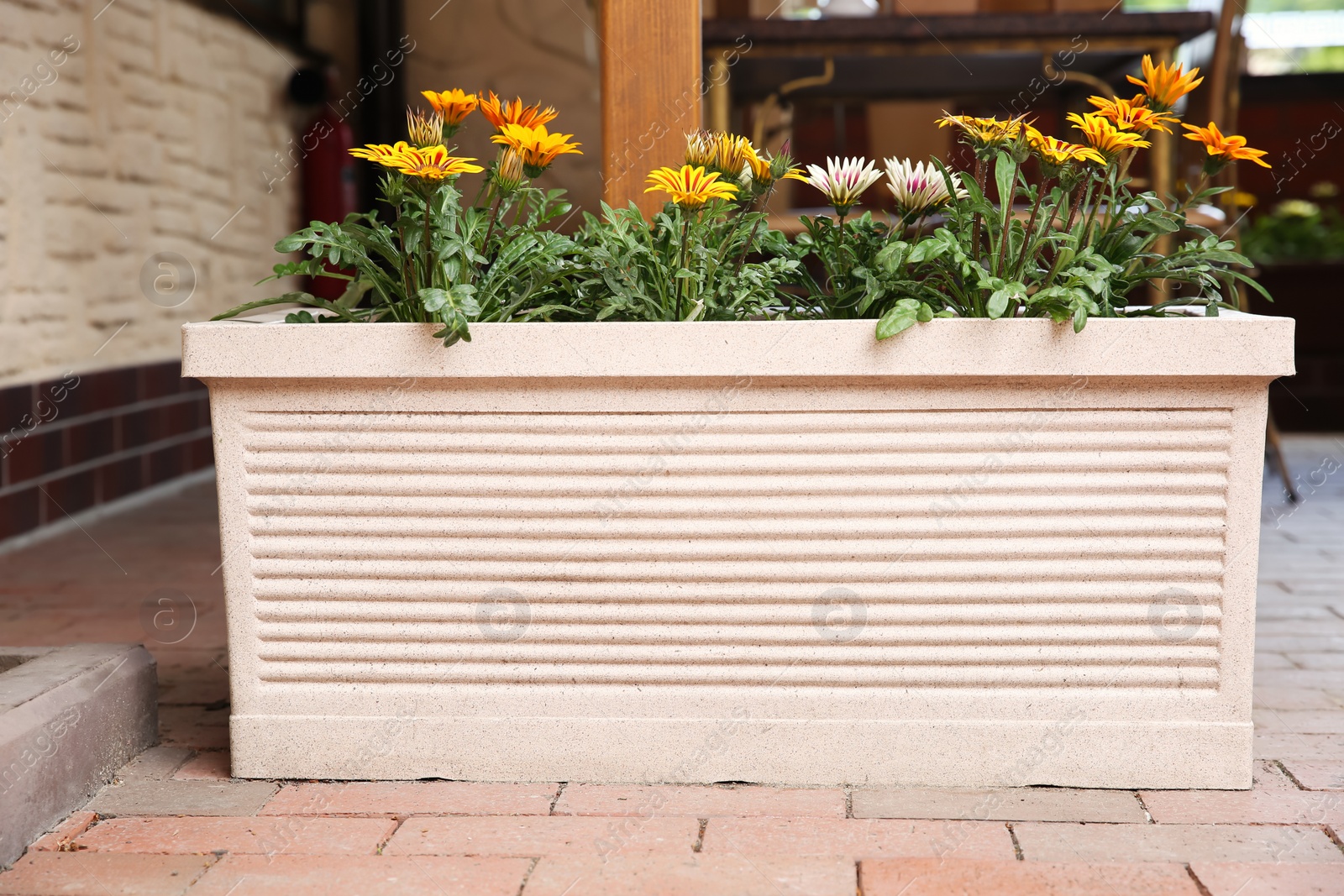 Photo of Beautiful colorful flowers in plant pot on city street